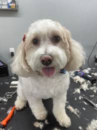 A few from last week, getting them ready for the holiday's.