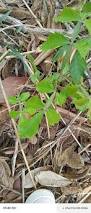 Image result for Paullinia pinnata