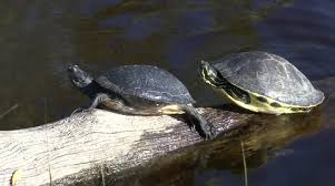 $20 to $50 where to buy: Coastal Plain Cooter Adult Alarmed Splas Stock Video Pond5