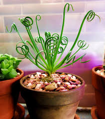 Image result for Albuca