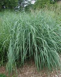 Image result for Sorghastrum