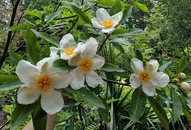Image result for Limosella grandiflora