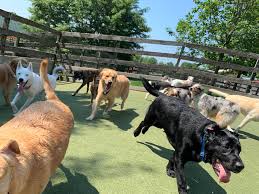 Our clients have included star nfl quarterback tom brady, former chargers superstar ladainian tomlinson, actor and director zack braff and more. Dog Daycare In Malvern Pa Philadelphia Main Line Wagsworth Manor