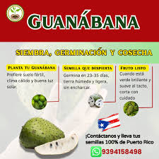 🇵🇷🌿 La Guanábana: salud boricua que nace de nuestra tierra 🌿🇵🇷  ¿Sabías que esta fruta no solo fortalece tu sistema inmunológico, sino que  también protege tu cuerpo de infecciones y mejora la