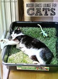 fantastisches diy spielzeug das sie kostenlos herstellen konnen check more at https s4 diydecors online chat fou diy jouet pour chat animal domestique