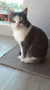 My Cat Minnos