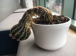 I know some of you have been successfully keeping succulent in your office only with artificial also, ada aunty cakap keeping cactus in office can halau gossiper and bad luck. Abandoned Cactus At My Office Is There Any Hope Album On Imgur