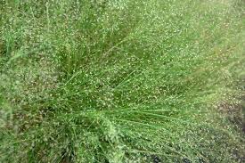 Image result for Agrostis continuata