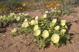 Image result for Grielum