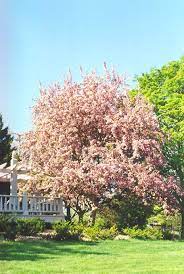 All apples, including crabapples, are believed to have originated in the mountains of kazakhstan. Malus Red Splendor Flowering Crabapple Best Of Pink In National Study Landscaping Trees Flowering Crabapple Flowering Trees