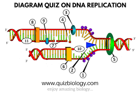 Dna replication and transcription worksheet answers together with awesome dna replication worksheet answers fresh dna replication. Dna Replication Diagram Quiz