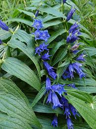 Image result for Gentiana asclepiadea alba