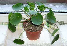 Pileor (pilea) 1 är ett släkte av nässelväxter.pileor ingår i familjen nässelväxter. Episode Seventeen Seeking Pilea Peperomioides Why Everyone Wants The Chinese Money Plant Jane Perrone