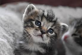Anak kucing yang kita pelihara juga memerlukan kebersihan dengan cara memandikannya. Bolehkah Memandikan Kucing Yang Baru Lahir Ini Yang Harus Dilakukan Saat Merawat Bayi Kucing Semua Halaman Bobo