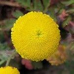 Image result for Crotalaria capensis