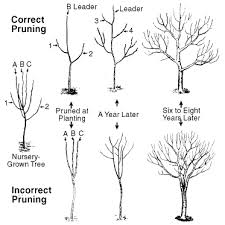 Information on fruit tree pruning and training systems can be found on this page. Pruning Training Apple Pear Trees Home Garden Information Center