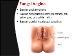 Ayo urut ibu mu(khusus perempuan) yg. Sistem Reproduksi Wanita