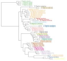 Image result for Raphia gentiliana