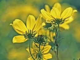 Image result for Bidens steppia