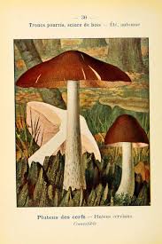 Epingle Par Kyung Sil Suh Sur Champignons Champignon Dessin Illustration De La Nature Illustration Botanique