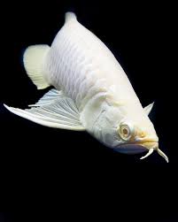 Albino Silver Arowana Poissonpassion Ikan Tropis Ikan Akuarium Ikan Air Tawar