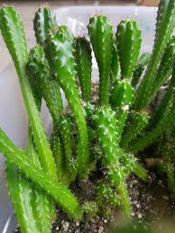 Trichocereus pachanoi is a south american cactus species used traditionally for divining purposes. Crested Semi Displaying Or Non Displaying Pachanoi X Pachanoi Monstrose Aka Tpm San Pedro Sacred Cacti Hybrid Shipping 5 All Natural Artisan