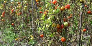 Check spelling or type a new query. Why Are My Tomato Plants Dying Advice For Late Season Tomatoes
