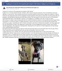 All adoption applications are carefully. 2019 Dog Bite Fatality Woman 49 Dies After Being Mauled By Her Two Rescue Great Danes In Warren County Ohio Dogsbite Blog