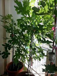 Dengan kaedah ini juga mengalakkan pokok buah tin mengeluarkan. Jom Tanam Pokok Tin Di Kondominium Dan Pangsapuri Tin Oh Tin