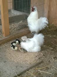 We did not find results for: New To Chickens Buff Orpington Hatching Silkie Eggs Backyard Chickens Learn How To Raise Chickens