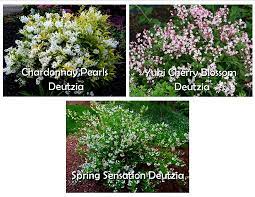 Search for shrubs deer resistant. Deer And Rabbit Resistant Shrubs Nature S Perspective Landscaping