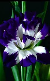 Real Black And Blue Flowers Pin De G Cone Em Beautiful Flowers Flores Bonitas Flores Incomuns Melhores Flores