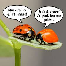 Mais Qu Est Ce Qui Tes Arrive Funny Pix Minecraft Funny Funny Animal Pictures