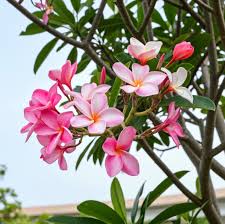 Image result for Plumeria rubra