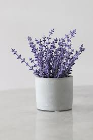 Maybe you would like to learn more about one of these? Best Plants For Bedroom Oxygen Beautyharmonylife