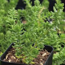 Image result for Crassula morrumbalensis