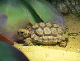 Speckled Padloper Tortoise Fact Sheet C S W D