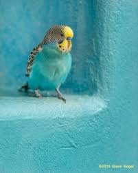 Pin By Violet Barton On Pin Wall In 2020 Cute Birds Budgies Parakeet