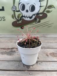 Image result for Tephrosia paradoxa