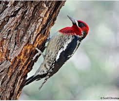 Black And White Spotted Bird With Red Head Red Breasted Sapsucker Animals Bird Feeders Bird