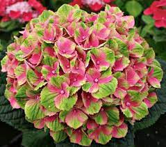 New Hydrangea Everlasting Amethyst Hydrangea Varieties White Flower Farm Hydrangea Macrophylla