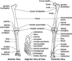 The bones of the leg are the femur, tibia, fibula and patella.the foot bones shown in this diagram are the talus, navicular, cuneiform, cuboid, metatarsals and calcaneus. Lower Limb