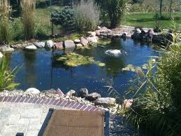 Maybe you would like to learn more about one of these? The Best Ways For How To Control Algae In A Koi Pond