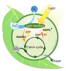 It can be aerobic respiration in the presence of oxygen or. 2 23 Photosynthesis Summary Biology Libretexts