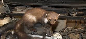 Dobrý film, knihu, hudobné predstavenie? Top 5 Nacina Kako Se Rijesiti Kuna Pod Haubom