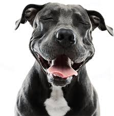 Naturally 4 paws local pet food and supply store is a healthy pet shop near silverdale with everything you need for your dogs & cats. Home Paws Pet Food Accessories