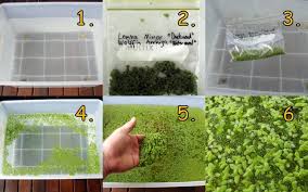 Image result for Wolffia arrhiza