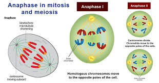 We did not find results for: Anaphase In Mitosis And Meiosis Anaphase I Ii Microbe Notes