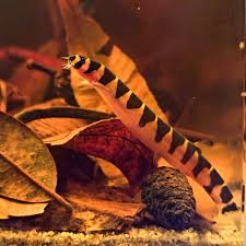 Image result for Aeschynomene fluitans