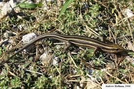 Вектор — lizard with black and yellow skin illustration. Five Lined Skink Plestiodon Fasciatus Indiana Herp Atlas